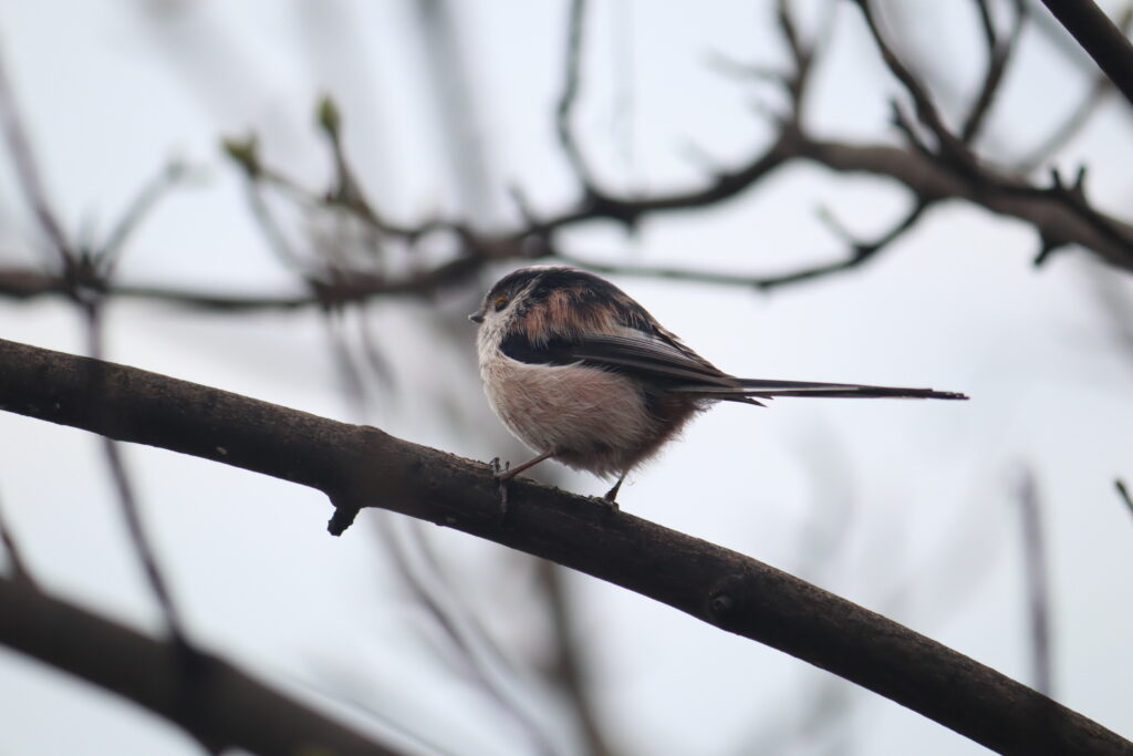 Long-tailed Tit
